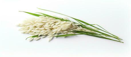 Ears of Paddy Jasmine Rice are isolated on a white background, providing copy space. photo