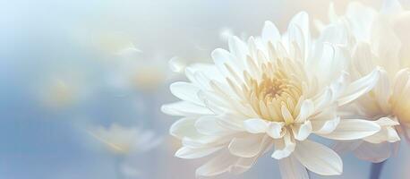 A blurred background with a white chrysanthemum. text space available. photo