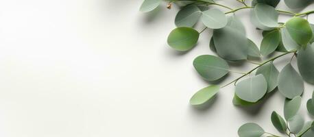 The picture features fresh eucalyptus branches placed on a light grey background. The composition photo