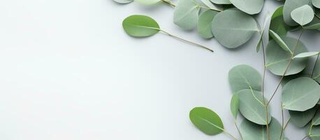 The picture features fresh eucalyptus branches placed on a light grey background. The composition photo