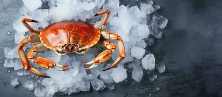 Overhead view of a Dungeness crab boiled and placed on ice over a gray concrete background. photo