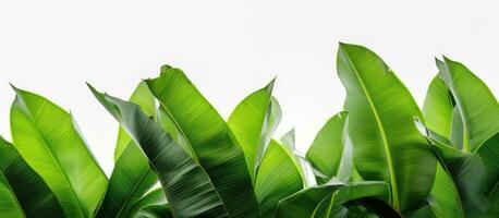 A collection of large green banana leaves from a tropical palm tree is shown in bright sunlight photo