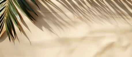 A top-down view of a banner made of palm leaf shadow on sand, with an empty space for text. photo