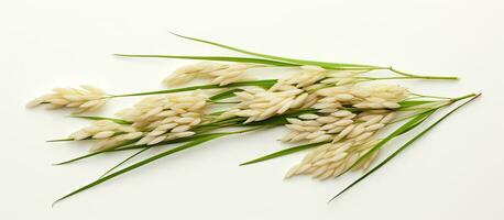 Ears of Paddy Jasmine Rice are isolated on a white background, providing copy space. photo