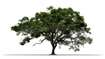 Transparent background picture of a tree with clipping path and alpha channel photo