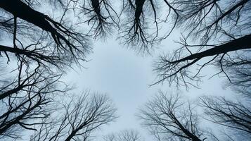 Winter forest tree branches pattern against the sky in a bottom view photo