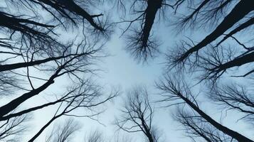 Winter forest tree branches pattern against the sky in a bottom view photo