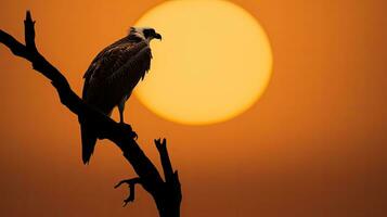 águila pescadora silueta en el Luna a hawar isla en bahrein foto