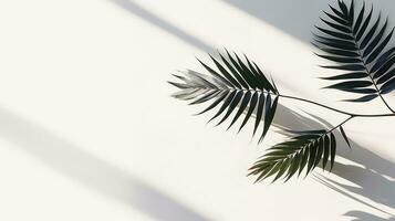 Transparent blurry shadow of tropical leaves casting on the wall photo