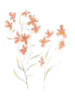 oranje waterverf wild bloem element png