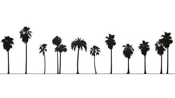 White background is lined with sugar palm trees photo