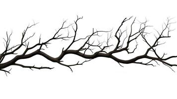 Dead tree branches with cracked bark isolated on white background photo
