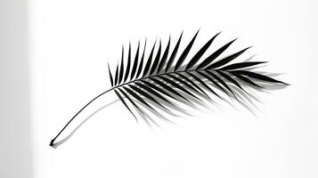 Palm leaves shadow on a white background photo