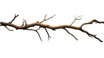 Dead tree branches with cracked bark isolated on white background photo