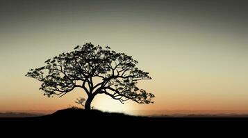 Silhouette of a tree rural area captured in photograph photo