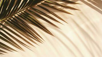 Top view of a palm leaf shadow on sandy backdrop with space for text photo