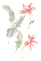 Tropical Leaves and Flower Watercolor png