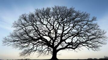 Winter s day in Essex silhouette of a bare Oak tree photo