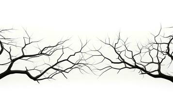 White background with isolated tree branches photo