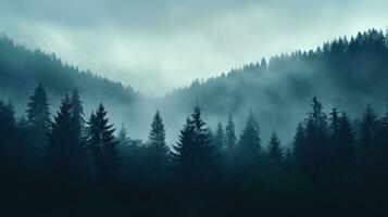 Fir forest on mountain slopes with misty fog and color toning photo