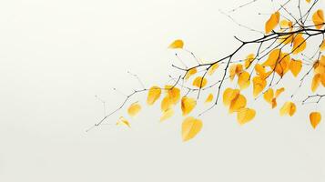 Abstract photo of birch tree branches with yellow leaves against white sky background