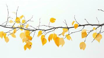 Abstract photo of birch tree branches with yellow leaves against white sky background