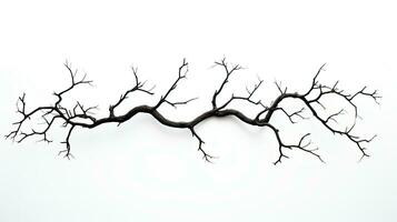 White background with branch silhouette photo