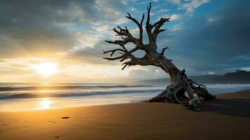 Outline of ancient tree branch extending against sky on Costa Rican shoreline photo