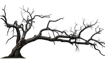 Isolated dead tree on white background photo