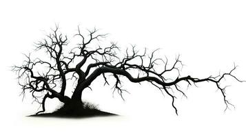 Isolated dead tree on white background photo