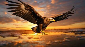 Silhouette of majestic sea eagle flying at sunrise in Hokkaido Japan isolated bird silhouette against colorful sky and clouds as wallpaper photo