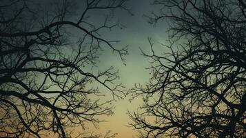 Tree branches silhouette as background photo