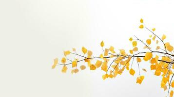 Abstract photo of birch tree branches with yellow leaves against white sky background