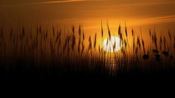 Reed silhouettes in the foreground followed by sunset s warm glow photo