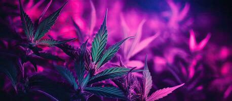 Pink neon lit purple cannabis plants against a dark backdrop Hemp banner with space for text photo