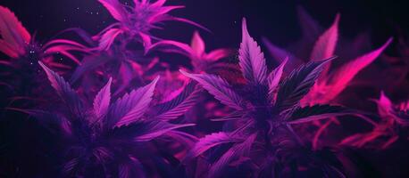 Pink neon lit purple cannabis plants against a dark backdrop Hemp banner with space for text photo