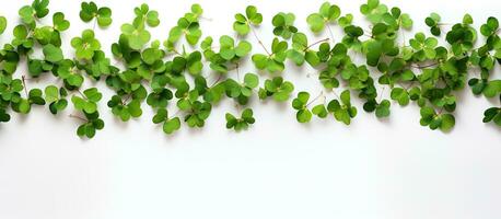 Clover leaves form a frame on a white background photo