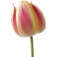 un' singolo bellissimo tulipano fiore con colorato avvicinamento o macro su trasparente png file di ai generato