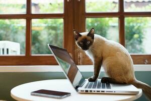 animales gato interino me gusta un humano. gato trabajando a ordenador portátil computadora foto