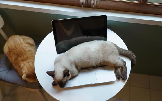 gato en ordenador portátil trabajando desde hogar con gato. gato dormido en ordenador portátil teclado asistente gato trabajando a ordenador portátil. foto