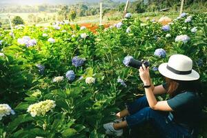 viaje fotografía tomando fotos en hortensia jardín.