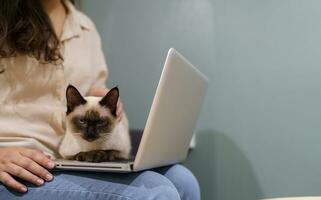 woman working from home with cat. cat asleep on the laptop keyboard. assistant cat working at Laptop photo