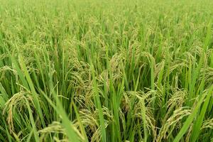 Green Terraced Rice Field. rice is growing in the field background photo