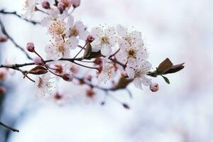 Cherry Blossom or Sakura flower on nature background. photo