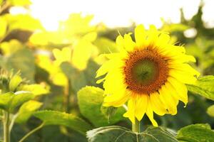 Sunflower natural background. Sunflower blooming. Sunflower field landscape close-up photo