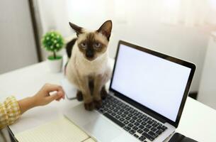 Coronavirus. Business woman working from home with cat Concept home quarantine, prevention COVID-19, Coronavirus outbreak situation photo