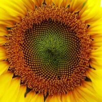 Sunflower natural background. Sunflower blooming. Sunflower field landscape close-up photo