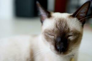 marrón beige gato con azul ojos. siamés gato descansando en piso foto