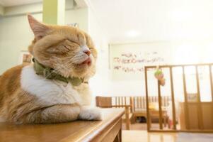 Sleeping cat  perfect dream. Cat laying on table photo