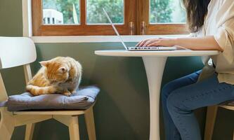 woman working from home with cat. cat asleep on the laptop keyboard. assistant cat working at Laptop photo